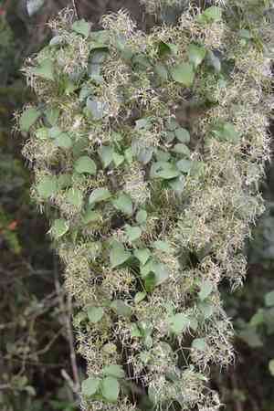 Cabellos de angel(Clematis dioica)