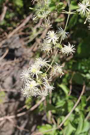 Cabellos de angel(Clematis dioica)