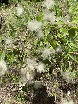 Old man's beard(Clematis drummondii)