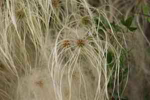 Old man's beard(Clematis drummondii)