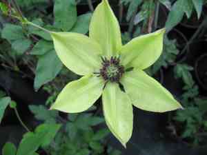 Asian virginsbower(Clematis florida)