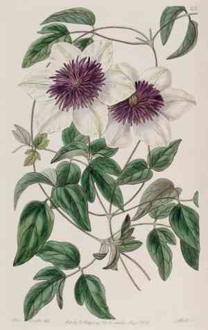 Asian virginsbower(Clematis florida)