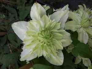 Asian virginsbower(Clematis florida)