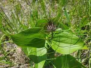 Fremont's leather flower(Clematis fremontii)