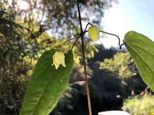 Early large-flowered clematis(Clematis henryi)