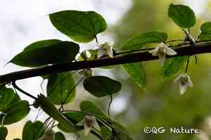Early large-flowered clematis(Clematis henryi)