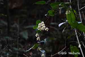 Early large-flowered clematis(Clematis henryi)