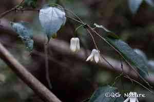 Early large-flowered clematis(Clematis henryi)
