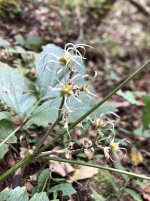 Tube clematis(Clematis heracleifolia)
