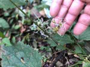 Tube clematis(Clematis heracleifolia)