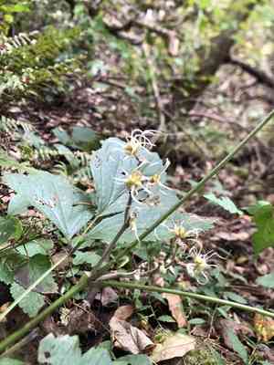 Tube clematis(Clematis heracleifolia)