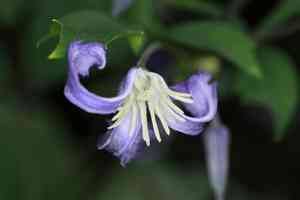 Tube clematis(Clematis heracleifolia)