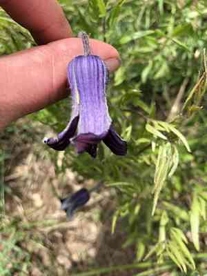 Hairy clematis(Clematis hirsutissima)