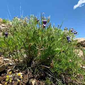 Hairy clematis(Clematis hirsutissima)