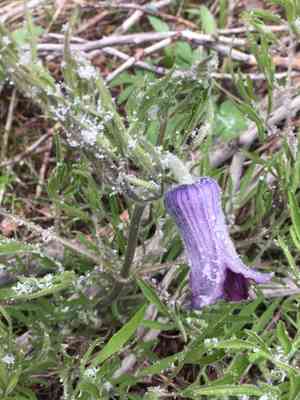 Hairy clematis(Clematis hirsutissima)
