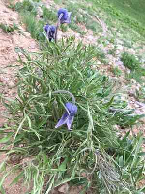 Hairy clematis(Clematis hirsutissima)