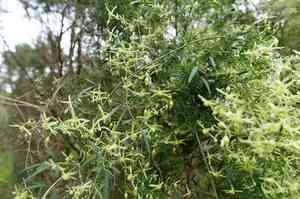 Headachevine(Clematis microphylla)