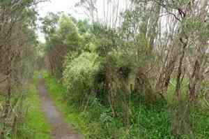 Headachevine(Clematis microphylla)