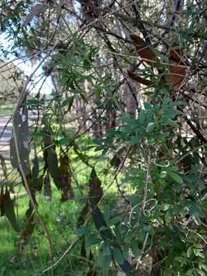 Headachevine(Clematis microphylla)