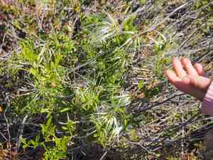 Headachevine(Clematis microphylla)
