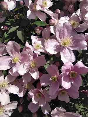Anemone clematis(Clematis montana)