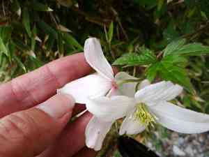 Anemone clematis(Clematis montana)