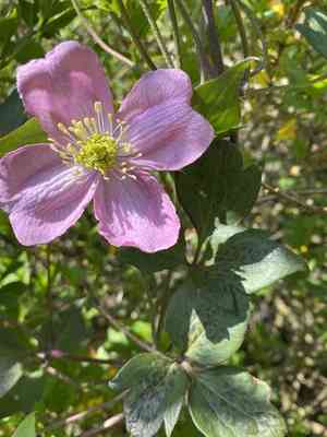 Anemone clematis(Clematis montana)