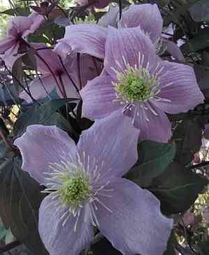 Anemone clematis(Clematis montana)