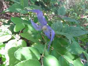 Western Blue Virginsbower(Clematis occidentalis)