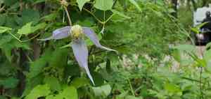 Western Blue Virginsbower(Clematis occidentalis)