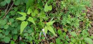 Western Blue Virginsbower(Clematis occidentalis)