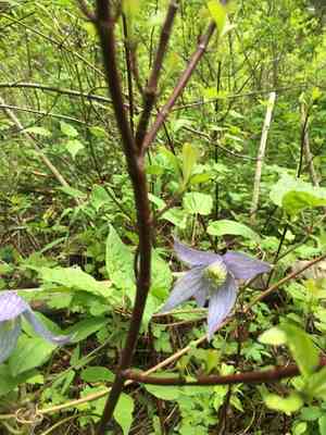 Western Blue Virginsbower(Clematis occidentalis)