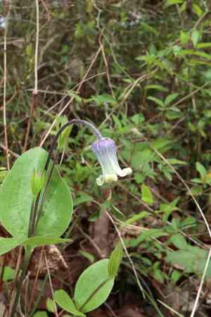 Curlyheads(Clematis ochroleuca)