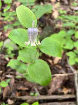 Curlyheads(Clematis ochroleuca)