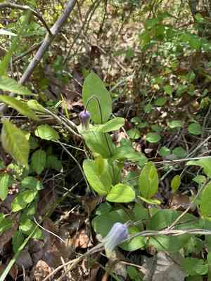 Curlyheads(Clematis ochroleuca)