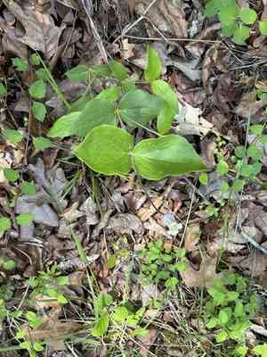 Curlyheads(Clematis ochroleuca)