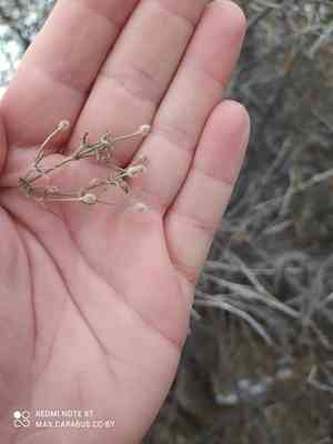 Oriental virgin's-bower(Clematis orientalis)