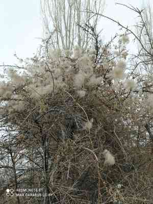 Oriental virgin's-bower(Clematis orientalis)
