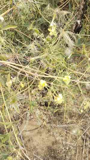 Oriental virgin's-bower(Clematis orientalis)