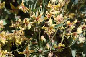 Oriental virgin's-bower(Clematis orientalis)