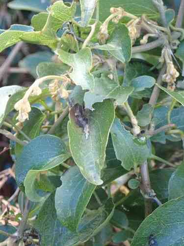 Puawhananga(Clematis paniculata)
