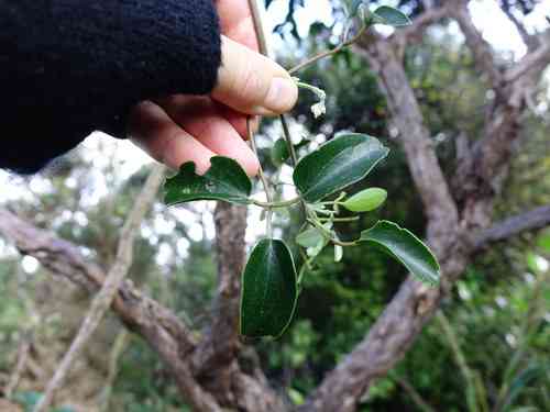 Puawhananga(Clematis paniculata)