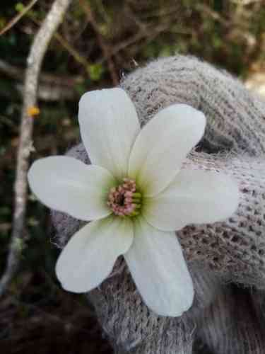 Puawhananga(Clematis paniculata)