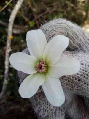 Puawhananga(Clematis paniculata)