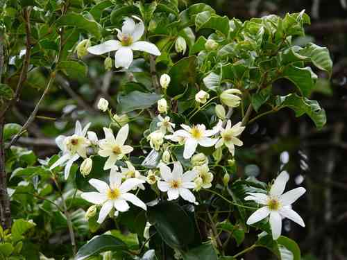 Puawhananga(Clematis paniculata)