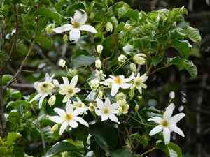 Puawhananga(Clematis paniculata)