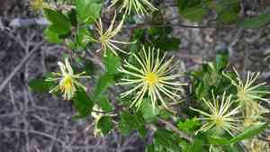 Ropevine clematis(Clematis pauciflora)