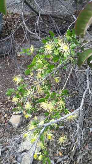Ropevine clematis(Clematis pauciflora)