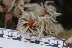 Ropevine clematis(Clematis pauciflora)