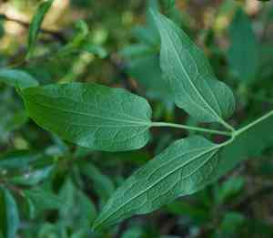 Ground virgin's bower(Clematis recta)